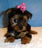 cute yorkie puppies for adoption...