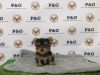 Teacup Yorkshire Terrier - Oolong - Male