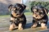 Small size Yorkie puppies free to good homes