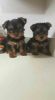 Adorable Yorkie Puppies Available for New Homes