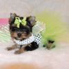 Healthy and cute Teacup Yorkie Pups available for sale