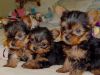 Miniture - Yorkshire Terrier Puppies
