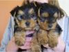 ORSHIRE TERRIER PUPPIES FOR ADOPTION
