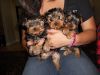 Male and Female Yorkie puppies available
