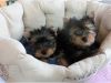 Registered Yorkie Puppies For Re-Homing Text/call (xxx) xxx-xxx8