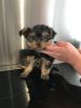 Yorkshire Terrier Puppies-small