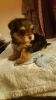 Yorkshire Terriers Puppies