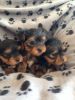 Tiny Size Toy Yorkshire Terrier Pups