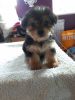 Beautiful Yorkshire Terrier For Sale