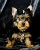 Beautiful Yorkie Pups For Sale