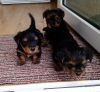 TINY TEA CUP YORKIE PUPPIES FOR SALE