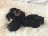 healty trained Adorable yorkie puppies for sale,