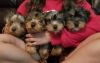 trained Adorable yorkie puppies for sale