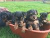 good looking trained Adorable yorkie puppies for sal