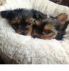 nice and trained Adorable yorkie puppies for sale