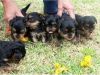 ADOURABLE PUPPIES FOR ADOPTION