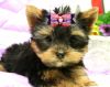 Gorgeous AKC Yorkshire Terrier Puppies.