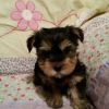 Yorkie for good home