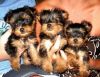 Male and Female Yorkshire Terrier Puppies