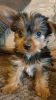 Yorkshire Terrier Puppies (toy)