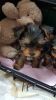 Kennel Club Registered Yorkshire Terrier Puppies