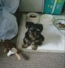 Cute Little One - Yorkshire Terrier For Sale!