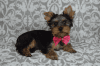 Coco, A Yorkshire Terrier, Cute And Loving