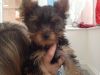 Toy Yorkie Pups For Sale