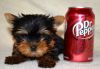 Yorkie Puppies Available