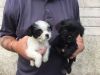 Morkie Puppies Yorkshire Terrier Maltese