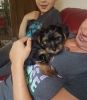 Yorkshire Terrier Puppy For Sale
