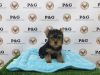 Yorkshire Terrier - Carter - Male