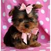 Super Teacup Yorkie Puppies For Adoption
