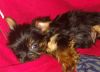 T-CUP YORKIE MALE