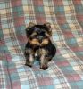 Adorable Champion Line Available Yorkie Puppies