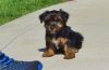 Cute and trained Yorkshire Terrier puppies for sale