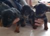amazing male and female Yorkie puppies