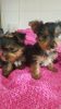 Pedigrees Yorkshire Terrier Pups For Sale