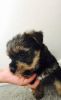 Adorable Yorkshire Terrier Puppies Only 1 Left.
