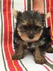 Yorkshire Terrier 1 Male