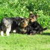 Biewer Yorkshire Terriers For Sale