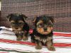 Adorable Female Puppies For Sale!!!!