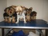Yorkshire Terrier Cross Jack Russel Puppies