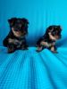 Miniature Yorkshire Terrier Puppys