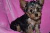 Lovely Face Yorkie Puppies