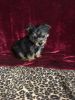 Yorkie Tcup Babies For Sale