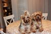 Yorkshire Terrier Puppy (cutie)