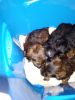 Yorkie puppy for sales 6week old 2 males 2females 500for boys 550 girl