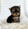 Little exceptional Yorkshire Terrier puppies