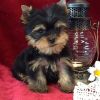 Teacup Yorkshire Terrier Puppies Ready for Now Homes